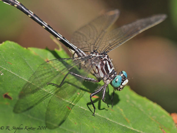 Stenogomphurus consanguis, male